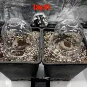 PL von FB in 2 Liter Bio-Hanferde Test!