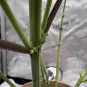 Blue Zushi Free Seed!