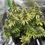 Ganja Grow 2
