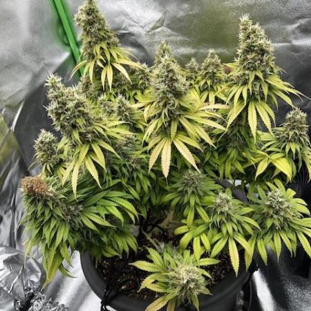 Ganja Grow 2