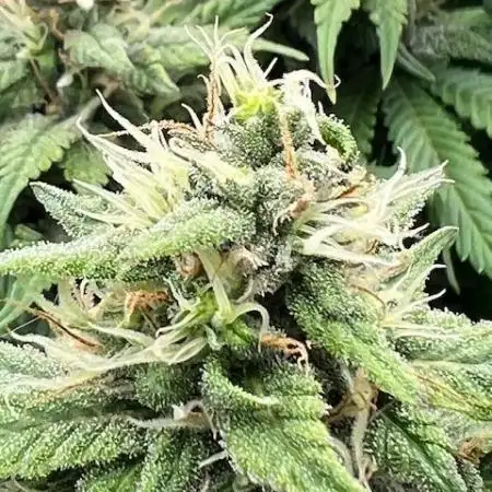 Ganja Grow 2