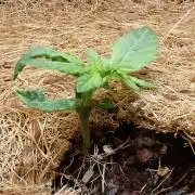 West Coast O.G Auto Run #2 (Coco Coir)