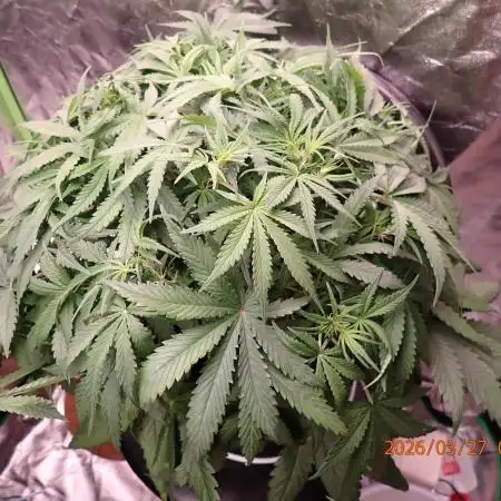 Sour Jealousy Auto