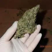 Sour Jealousy Auto