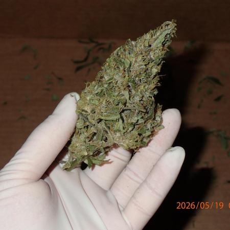 Sour Jealousy Auto