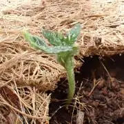 West Coast O.G Auto Run #2 (Coco Coir)