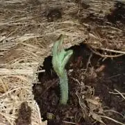 West Coast O.G Auto Run #2 (Coco Coir)