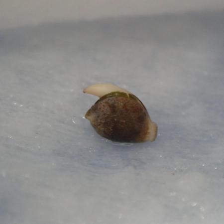 West Coast O.G Auto Run #3 (Coco Coir)