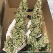 Sour Jealousy Auto