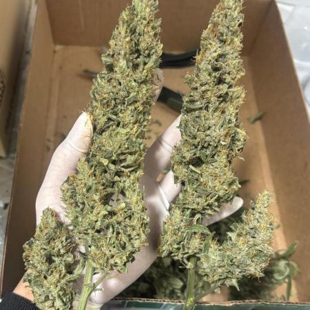 Sour Jealousy Auto