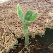 West Coast O.G Auto Run #2 (Coco Coir)