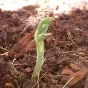 West Coast O.G Auto Run #2 (Coco Coir)