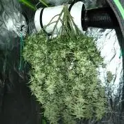 Sour Jealousy Auto
