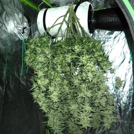 Sour Jealousy Auto