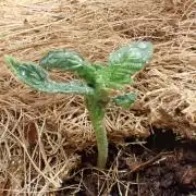 West Coast O.G Auto Run #2 (Coco Coir)