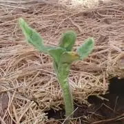 West Coast O.G Auto Run #2 (Coco Coir)