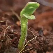 West Coast O.G Auto Run #2 (Coco Coir)