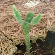 West Coast O.G Auto Run #2 (Coco Coir)