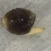 West Coast O.G Auto Run #2 (Coco Coir)