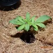 West Coast O.G Auto Run #2 (Coco Coir)