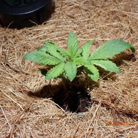 West Coast O.G Auto Run #2 (Coco Coir)