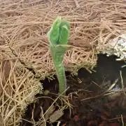 West Coast O.G Auto Run #2 (Coco Coir)