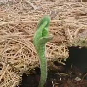 West Coast O.G Auto Run #2 (Coco Coir)