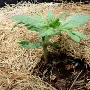 West Coast O.G Auto Run #2 (Coco Coir)