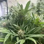 2x Amaretto Tarmac auto, 2x Tropical Zmoothie auto