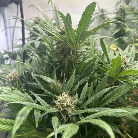 2x Amaretto Tarmac auto, 2x Tropical Zmoothie auto