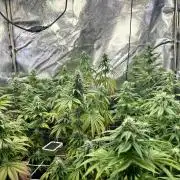 I can’t decide so I do them all