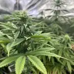 I can’t decide so I do them all