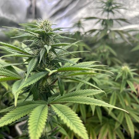 I can’t decide so I do them all