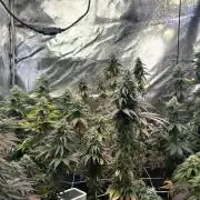 I can’t decide so I do them all