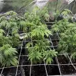 I can’t decide so I do them all