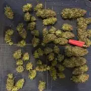 I canโt decide so I do them all