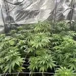 I can’t decide so I do them all