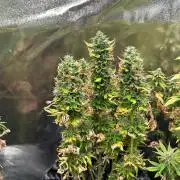 Anesia - the glorious 5