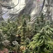 I can’t decide so I do them all