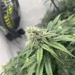 Battle of the Breeders