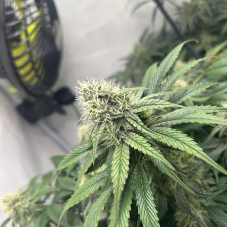 Battle of the Breeders