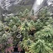 I can’t decide so I do them all