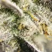 Animorph Mints & Señor Piña v.2