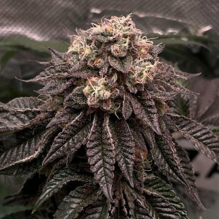 Animorph Mints & Señor Piña v.2