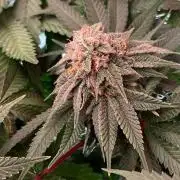 Animorph Mints & Señor Piña v.2