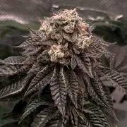 Animorph Mints & Señor Piña v.2