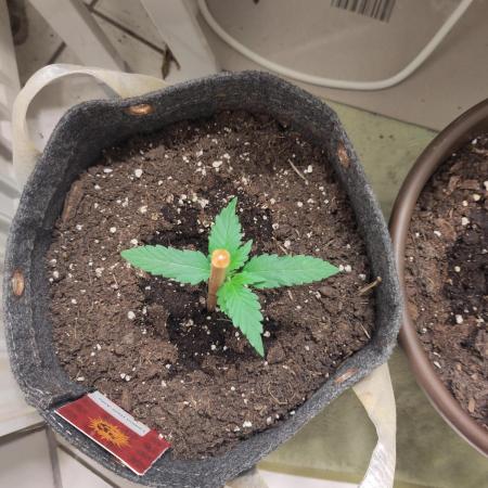 Outdoor Lemon Haze