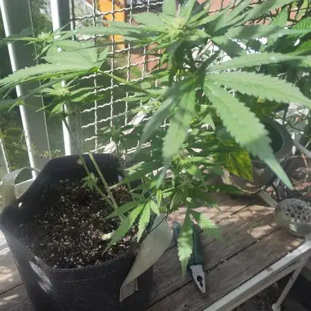 Tasty Lemon Cherry Cookies Outdoor