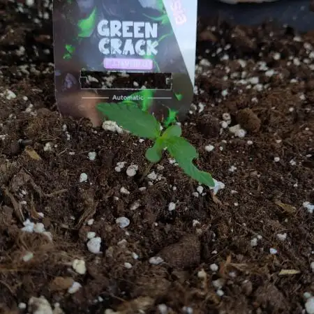 Green Crack F1 Outdoor - Living Soil