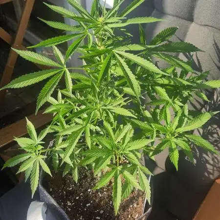Outdoor Purple Haze Auto